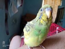 a green and yellow budgie in a house on a table