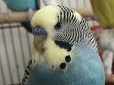 a close up image of the face of a blue and yellow budgie in a cage