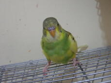 a green budgie stood on metal mesh