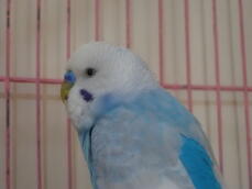 a small blue and white budgie stood in a pink mech cage
