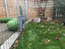 Lapin mangeant dans un support à friandises Caddi dans un parcours pour lapins avec un tunnel Zippi 