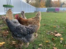Pollos picoteando la comida de su soporte de Golosinas