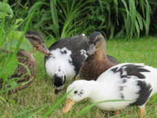 a group of four young call ducks grazing and eating the crass