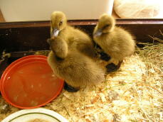 A set of three ducklings.