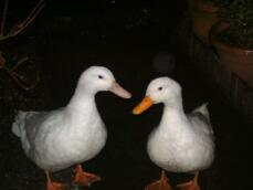 A pair of white campbell ducks.