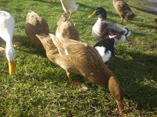 A flock of campbell ducks in kharki coloured.