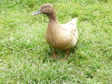 A campbell duck,