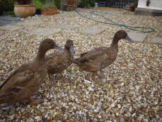 A trio of my campbells ducks.