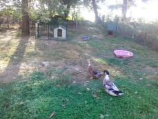 Due anatre su un prato in un giardino con una pista per animali e un pollaio