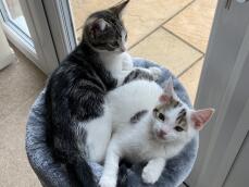 two kittens sat on a grey Omlet doughnut bed