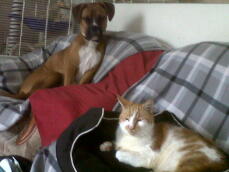 a boxer dog and a brown and white cat lying on two chairs