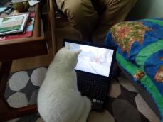 Cat watching laptop screen