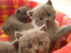 Viele graue kätzchen sitzen in einem katzenbett