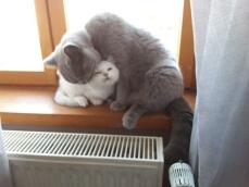 Een grote grijze moederpoes en een klein wit katje knuffelen op een vensterbank