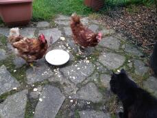 Gatto e galline condividono una ciotola di uova strapazzate!