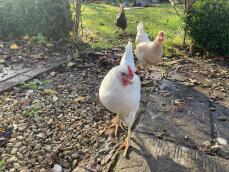 three chickens walking in a garden