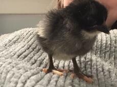 A chick walking on a fabric