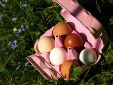 Eieren in een doos