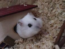 Un petit hamster blanc sortant d'une cachette en forme de maison.