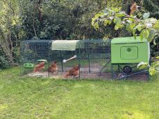 A chicken coop with a 3m run