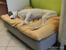 Een witte grote hond vredig slapend op zijn bed met gele zitzak als topper
