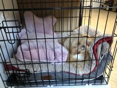 A dog laying on a bed inside a fido studio dog crate