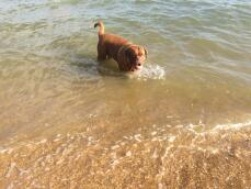 Unsere Dogue 'Appa' liebt den Strand