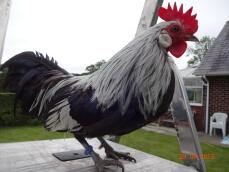 Holländsk cockerel