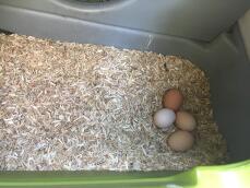 ¡huevos frescos y limpios en un lecho fácil para los pollitos!