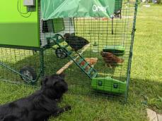 Een hond die drie kippen observeert in hun kippenren die vastzit aan een groen hok
