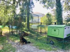 A dog guarding the chickens in their walk-in run connected to a green chicken coop