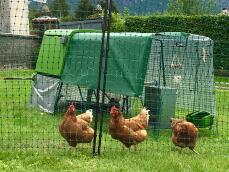 Drie oranje kippen achter een kippenhek met een groen Cube kippenhok en een ren met dekzeil erover