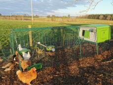 Hühner in einem grünen hühnerstall mit einem 3 m langen auslauf