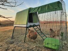 A green chicken coop with a run in a garden, some chickens are inside the run