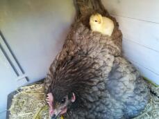 En brun kyckling med en liten gul kyckling på ryggen i ett hönshus