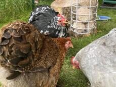 Kyllinger som plukker mat fra Godbitholderen