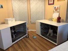 Two dogs inside their white wooden crates