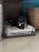 A black little pug in his dog crate