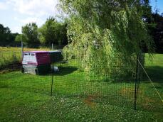 Een tuin met kippenhekwerk en een paarse Eglu Cube