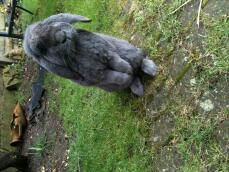 a large grey bunny rabbit with floppy ears stood on its hind legs