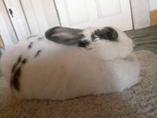 a white flemish giant rabbit with black specks on a carpet indoors