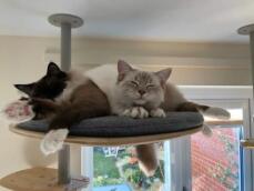 Two cats sleeping peacefully on the platform of their indoor cat tree