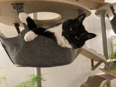 A cat in his hammock, on his indoor cat tree
