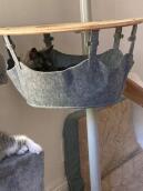 A kitten in the hammock of his indoor cat tree