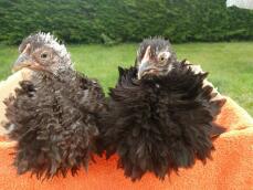 Frizzle-kycklingarna