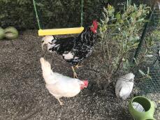 two chickens, one black and one white stood in a run with a chicken swing
