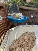 A bird enjoying his bath, in his bird cage
