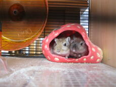 Two Gerbils in Strawberry House inside of Omlet Qute Gerbil Cage
