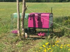 Een roze kippenhok met een ren in een groot veld