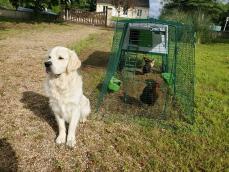 Een hond die de kippen bewaakt in hun kippenhok met 3 meter ren
